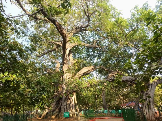 Pillalamarri banyan tree, Mahbubnagar